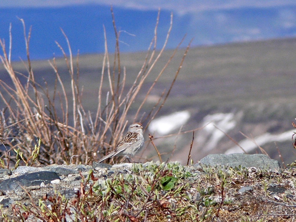 American Tree Sparrow - ML626547922