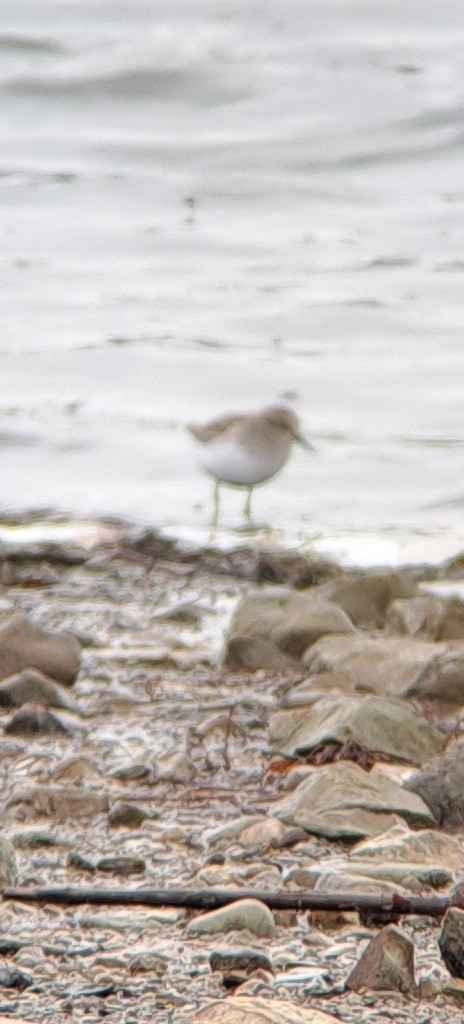 Least Sandpiper - ML626547923