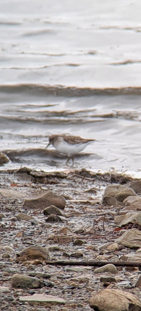 Least Sandpiper - ML626547924
