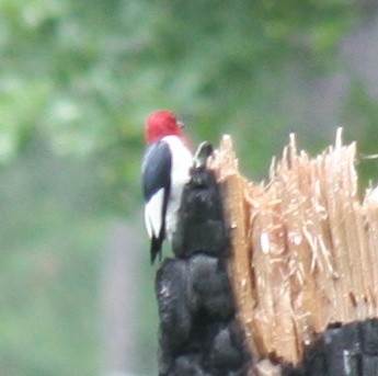 Red-headed Woodpecker - ML626548007