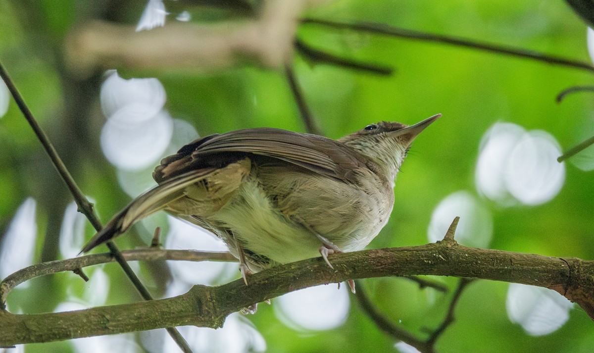 Terrestrial Brownbul - ML626548272