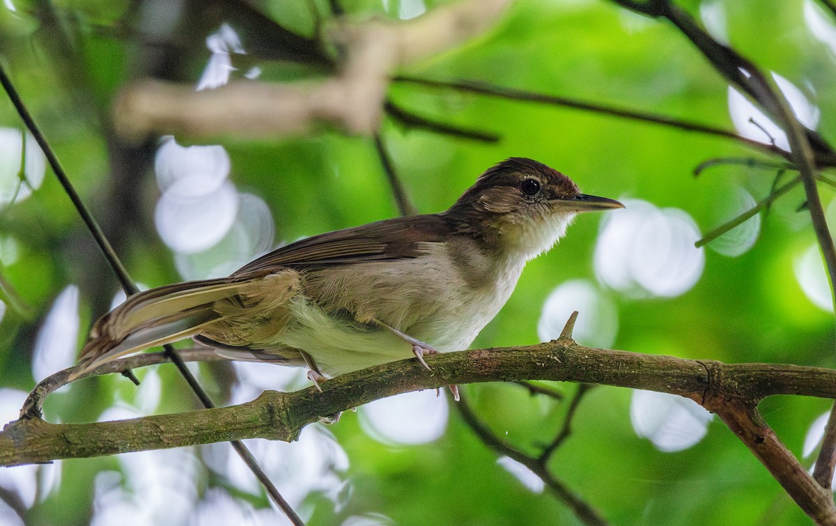 Terrestrial Brownbul - ML626548279