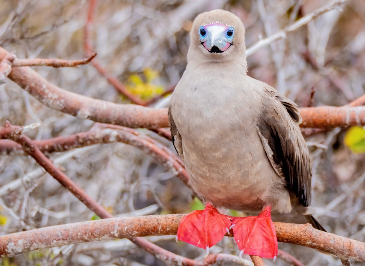 Red-footed Booby (Eastern Pacific) - ML626548332