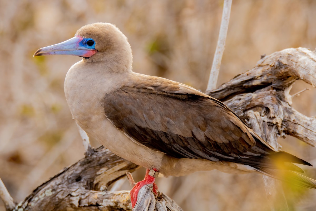 Red-footed Booby (Eastern Pacific) - ML626548334