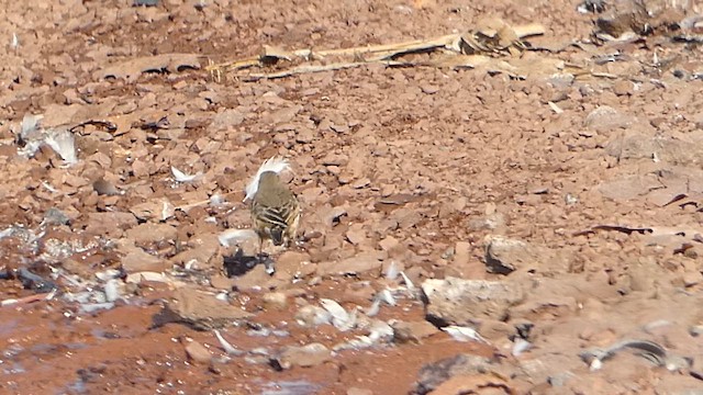 American Pipit - ML626548380