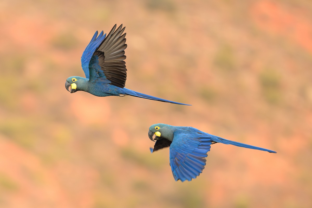 Indigo Macaw - ML626548406