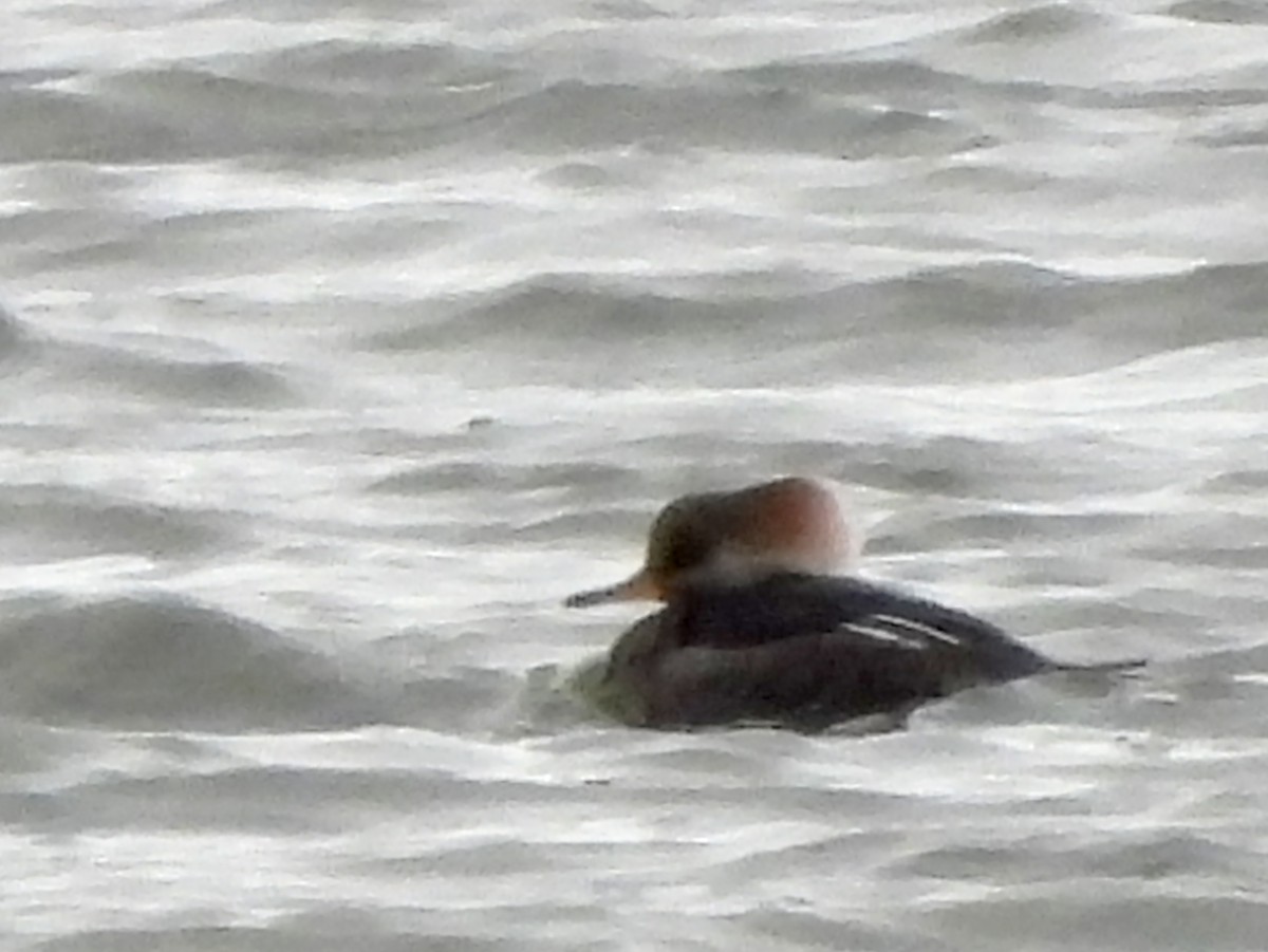 Hooded Merganser - ML626548486
