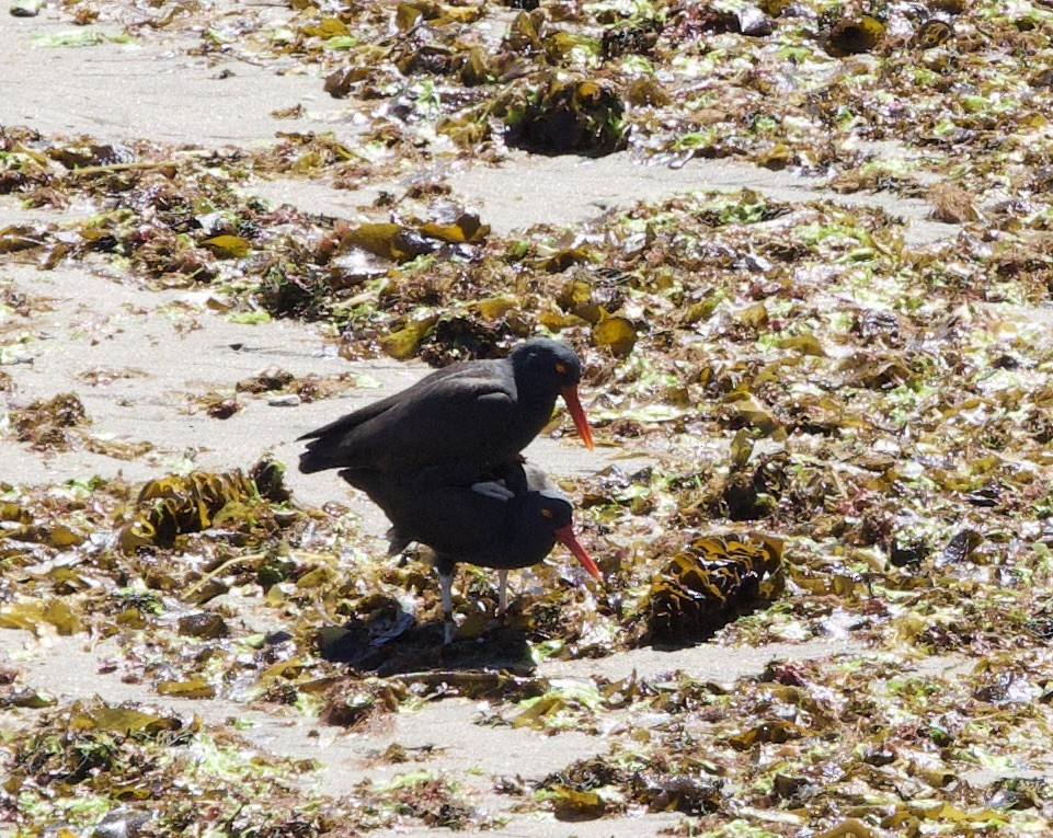 Blackish Oystercatcher - ML626548491