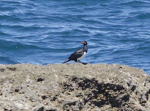 Magellanic Cormorant - ML626548535