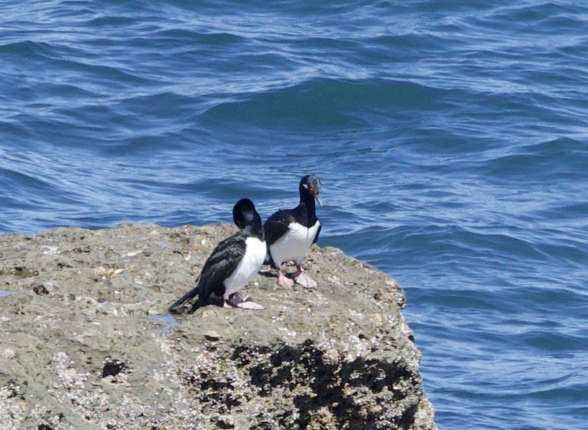 Magellanic Cormorant - ML626548553