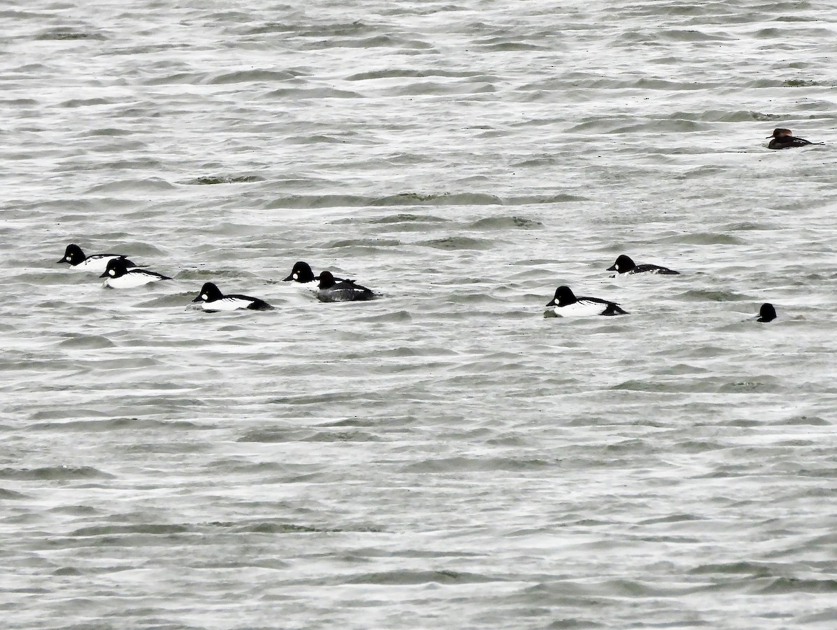 Common Goldeneye - ML626548592