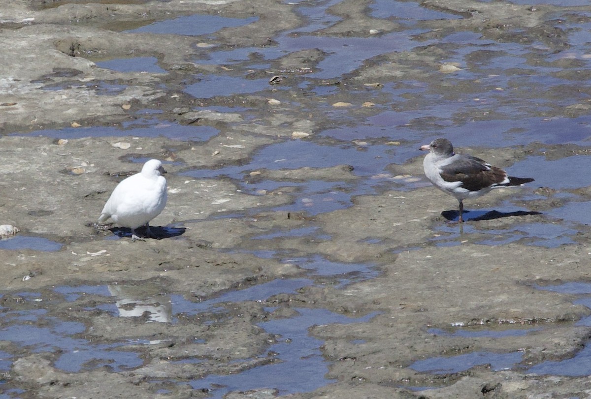 Dolphin Gull - ML626548601