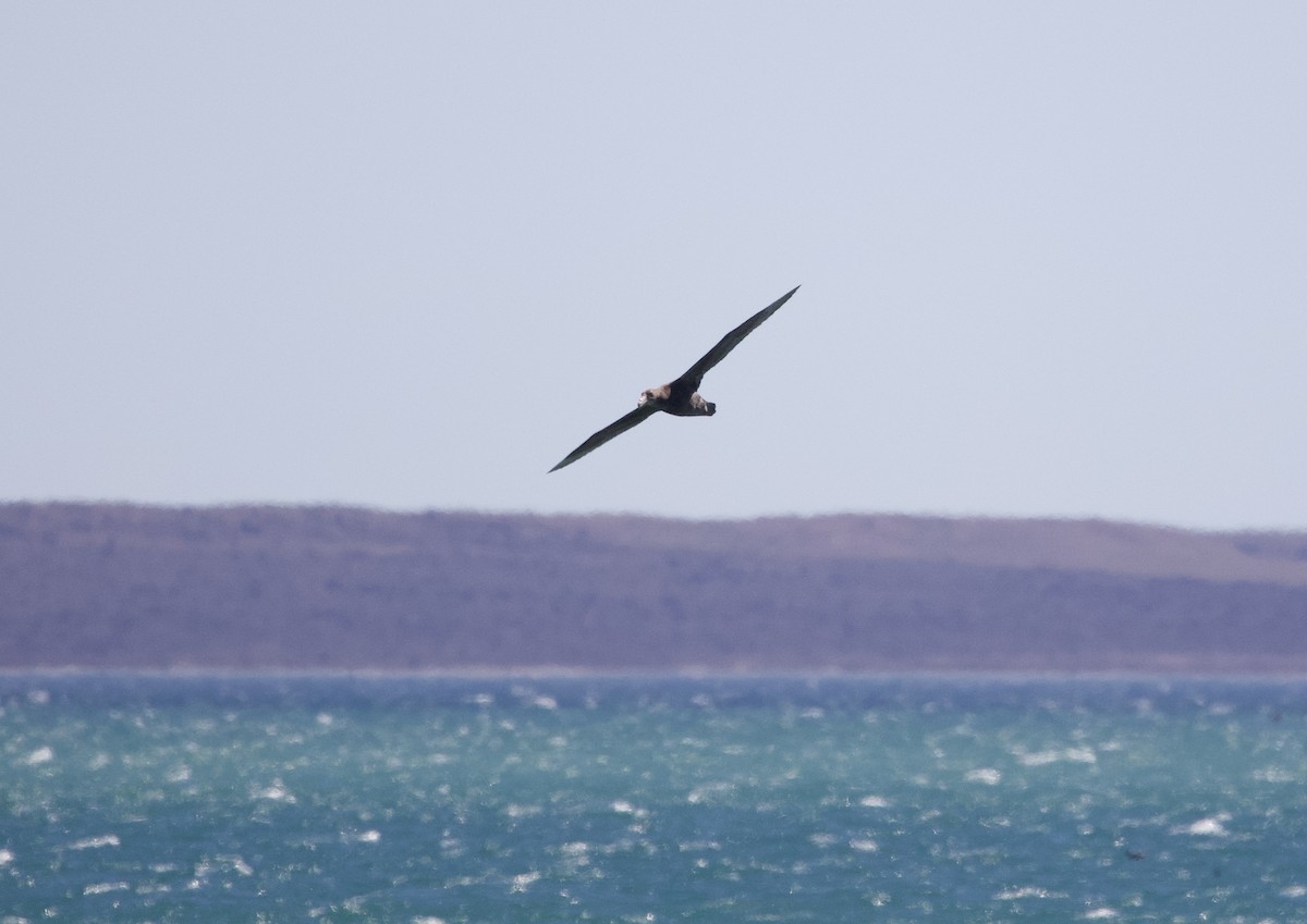 Southern Giant-Petrel - ML626548688