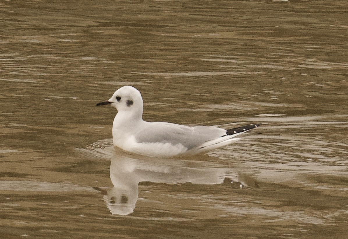 Bonaparte's Gull - ML626548774