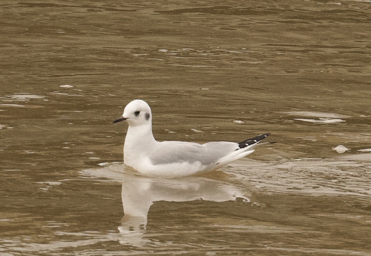 Bonaparte's Gull - ML626548775