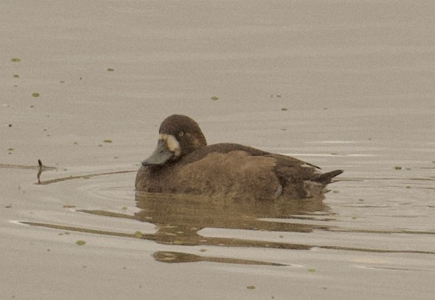 Greater Scaup - ML626548781