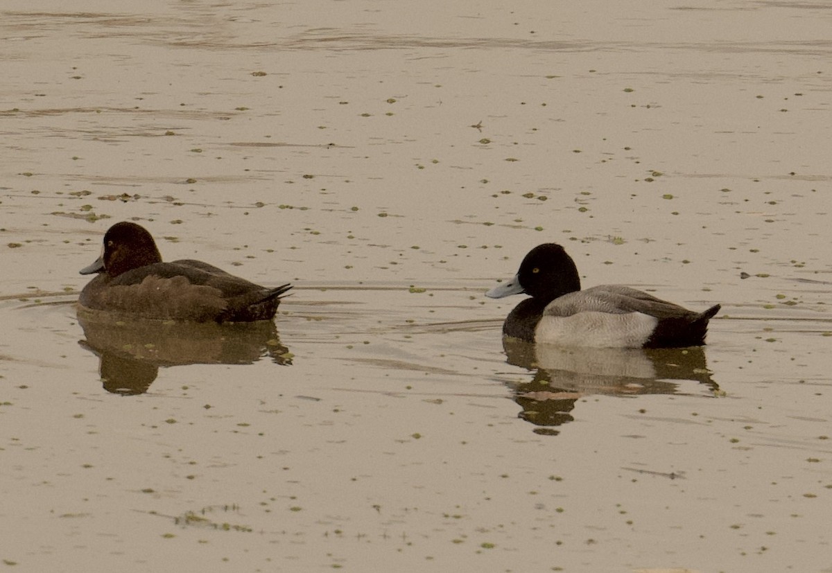 Lesser Scaup - ML626548782