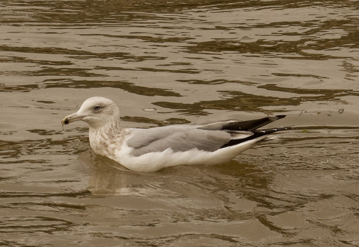 American Herring Gull - ML626548833