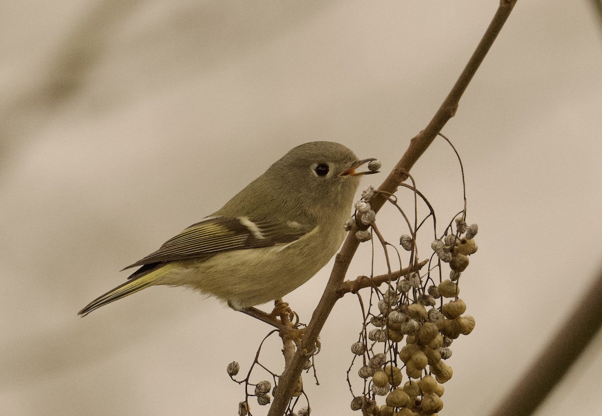 Ruby-crowned Kinglet - ML626548874