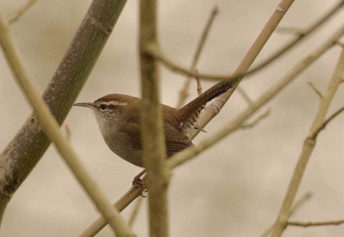 Bewick's Wren - ML626548882