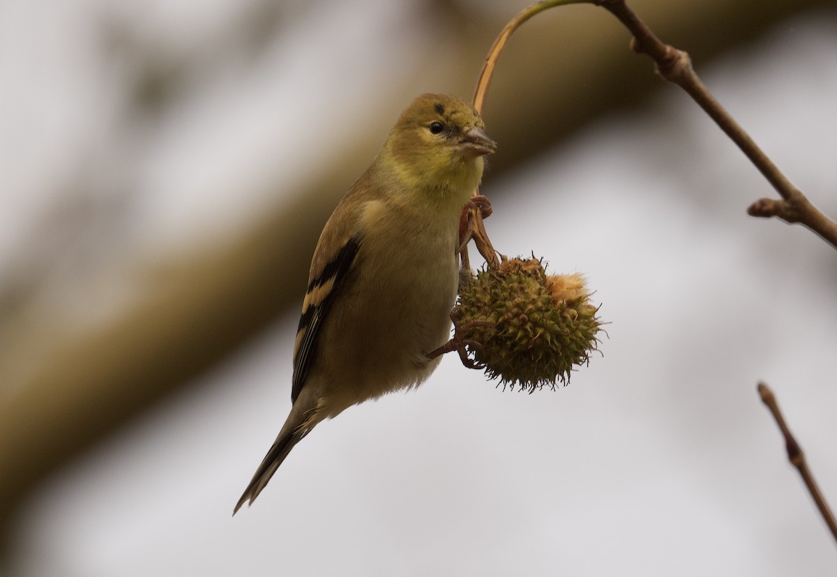 American Goldfinch - ML626548891