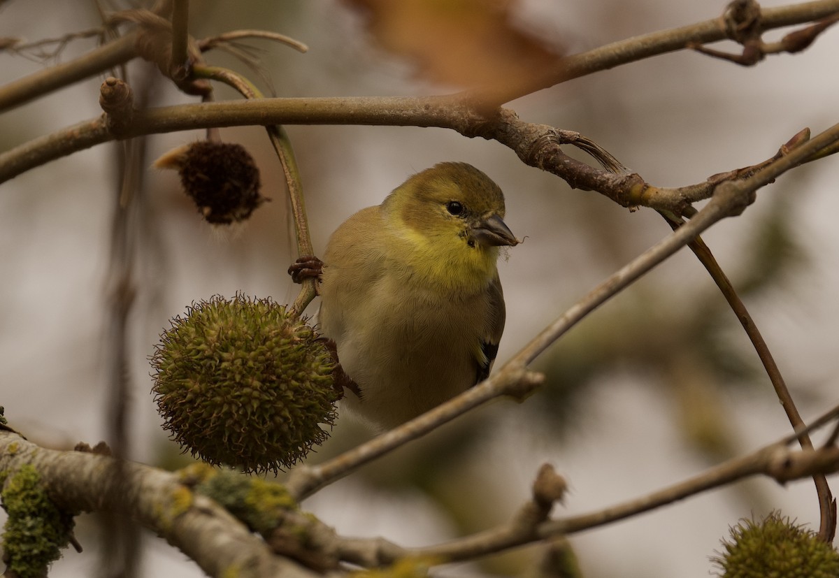 American Goldfinch - ML626548892