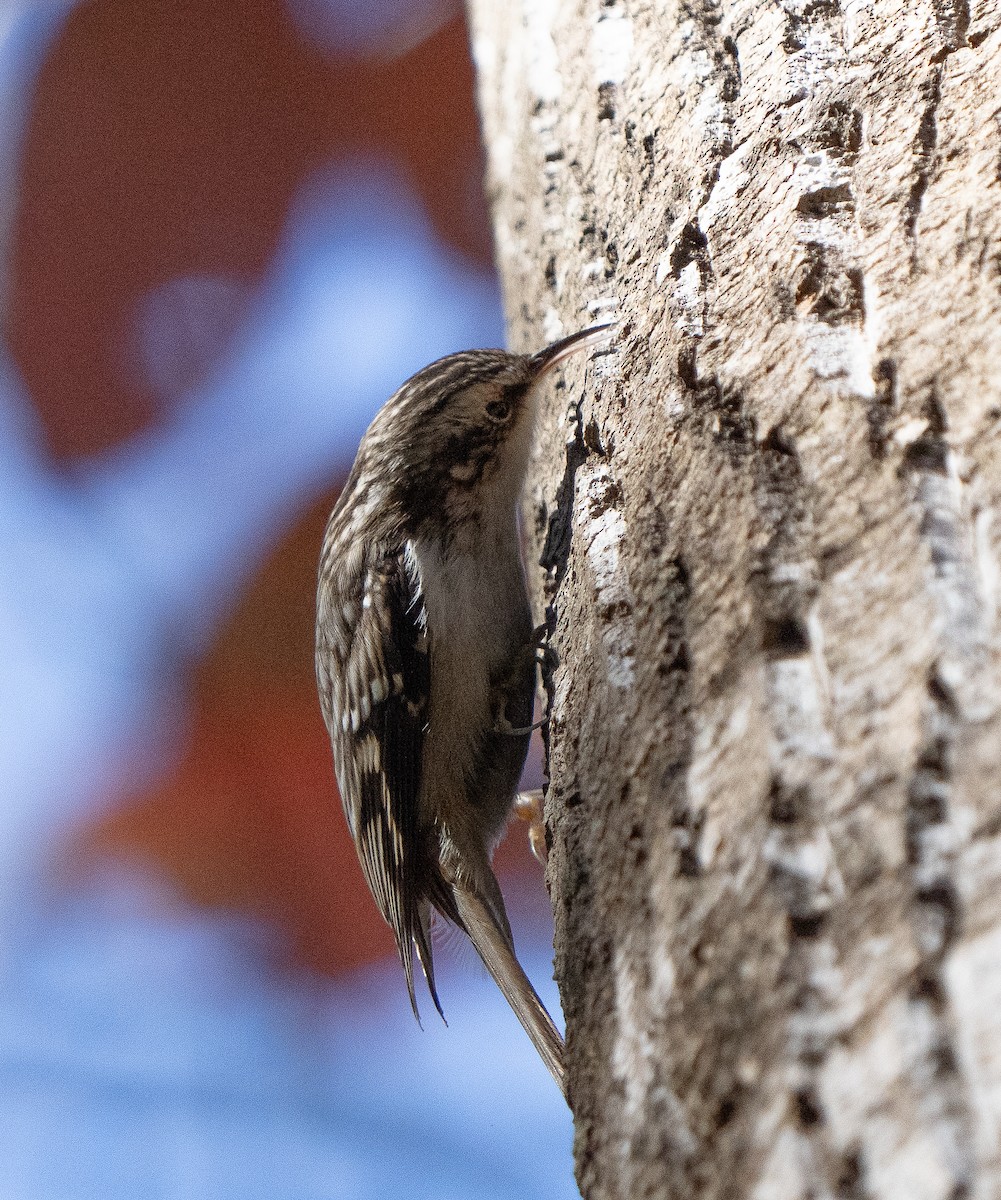 Brown Creeper - ML626548910