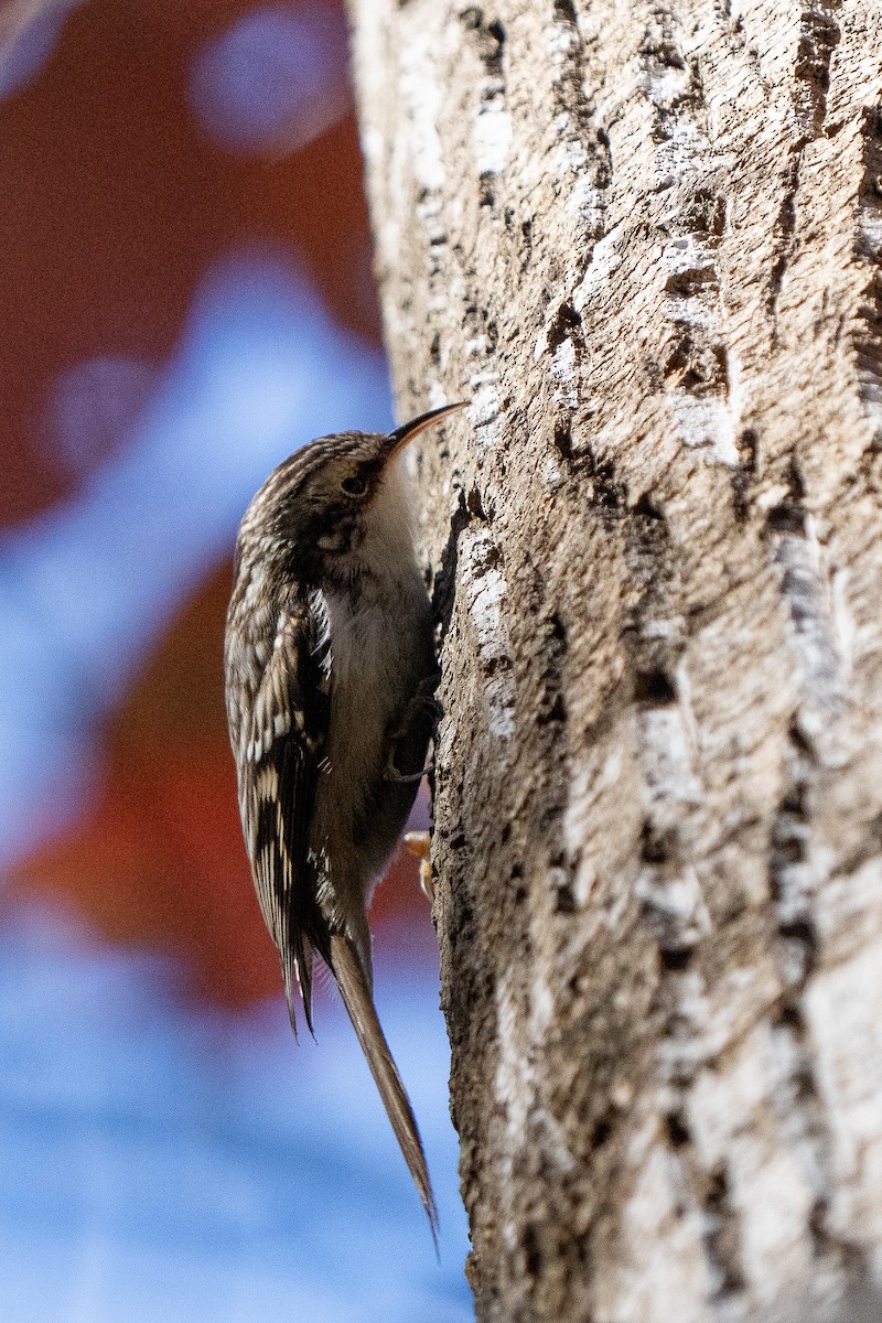 Brown Creeper - ML626548911