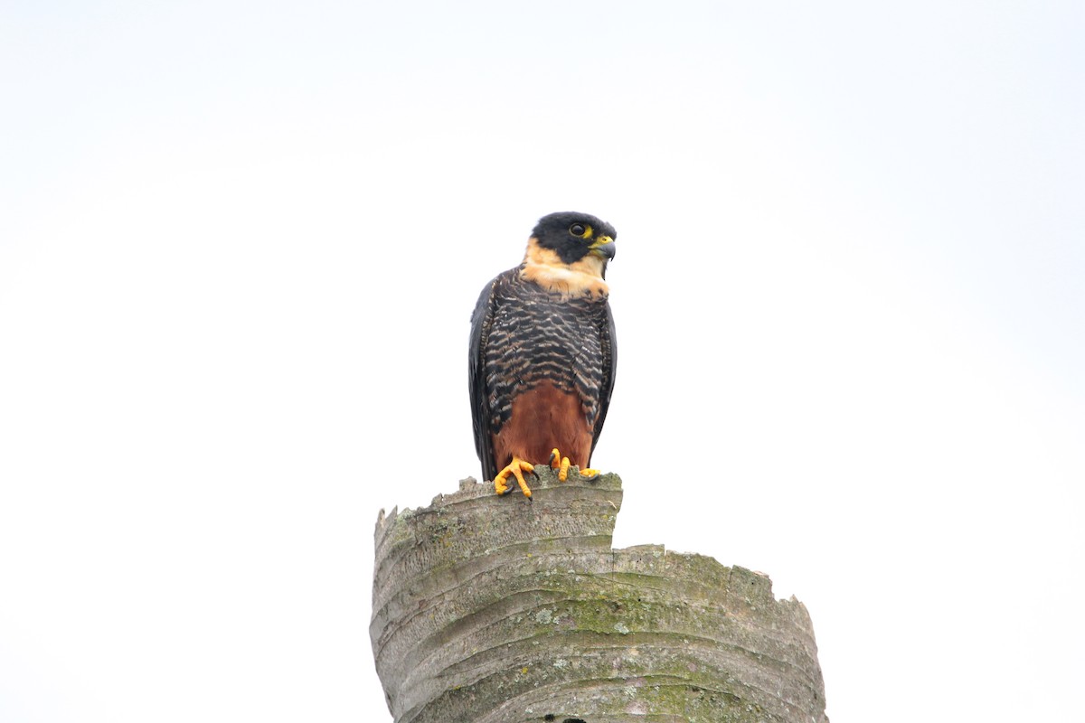 Bat Falcon - ML626548924