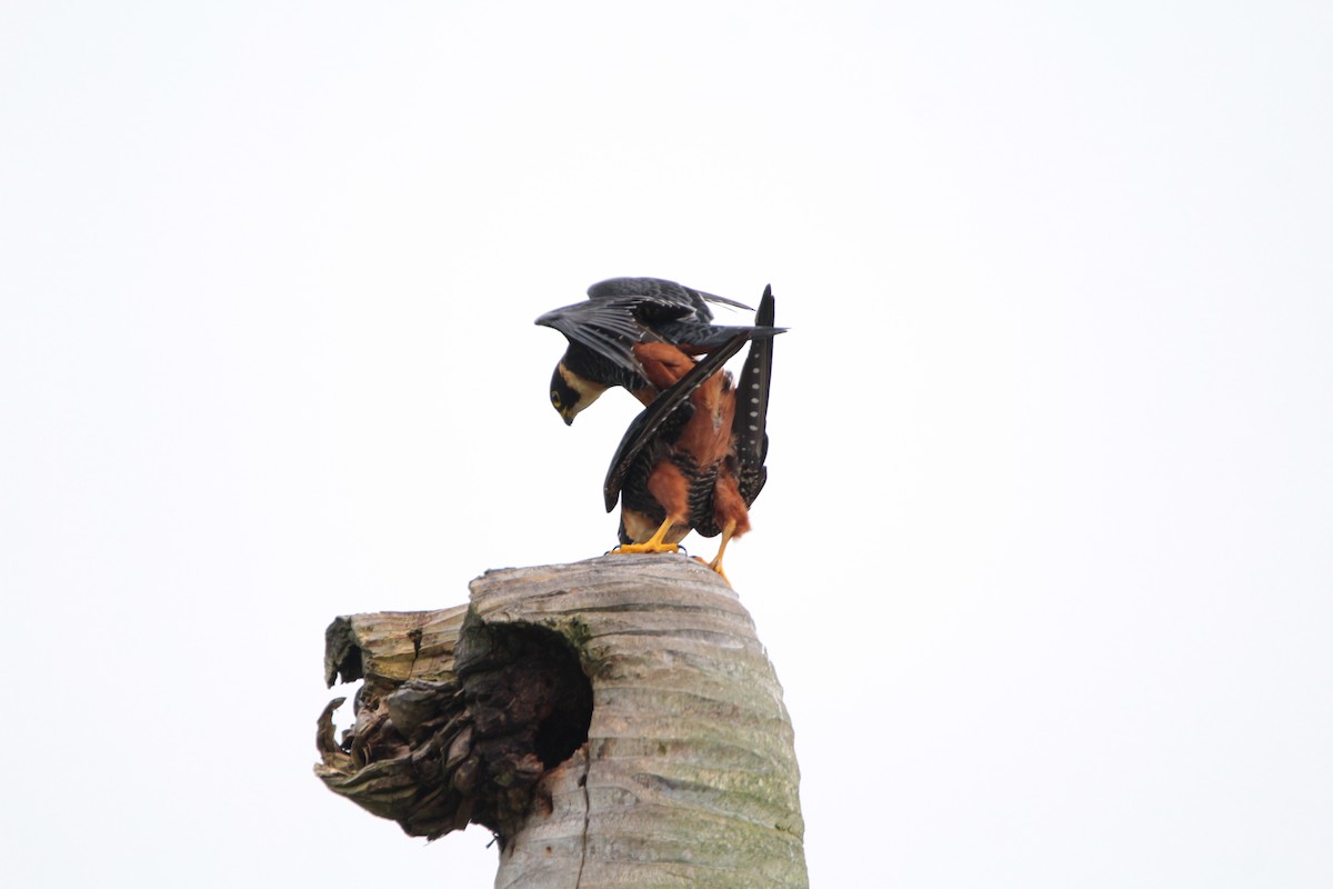 Bat Falcon - ML626548925