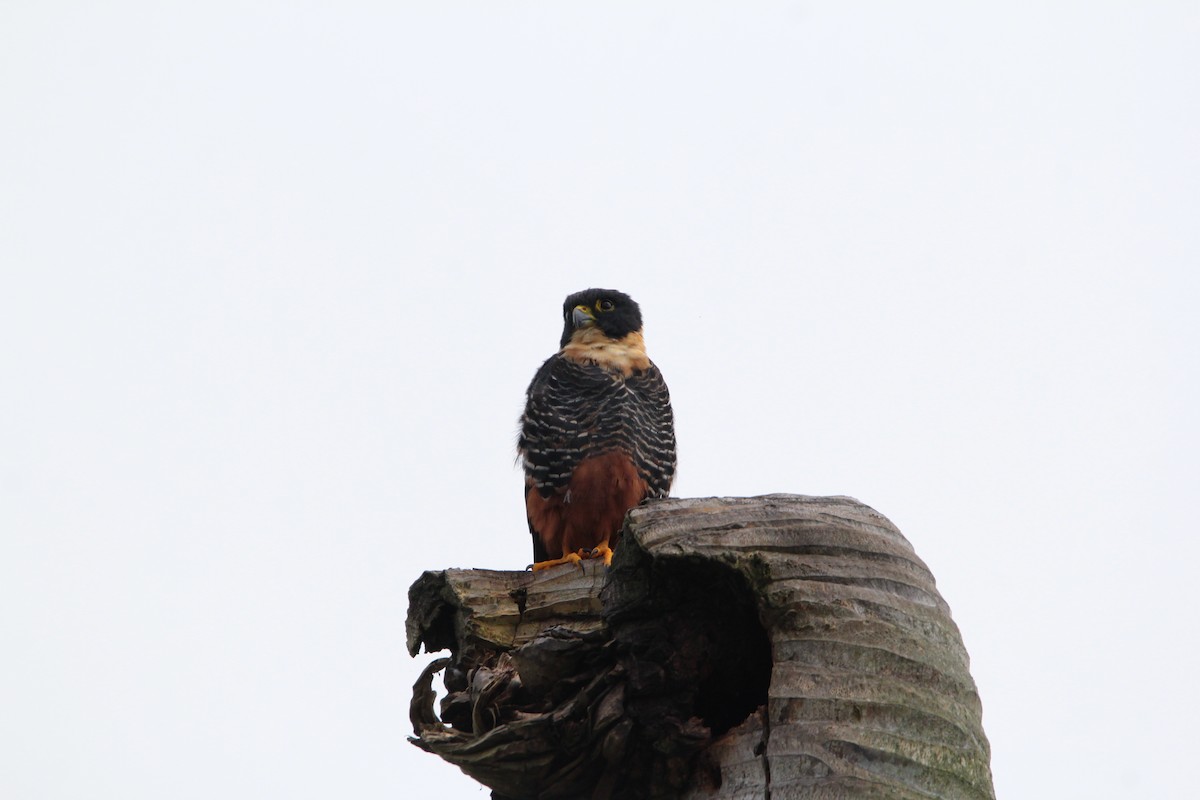 Bat Falcon - ML626548926