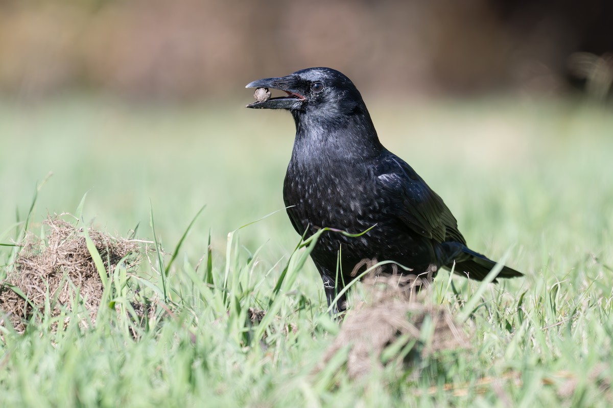 American Crow - ML626549005