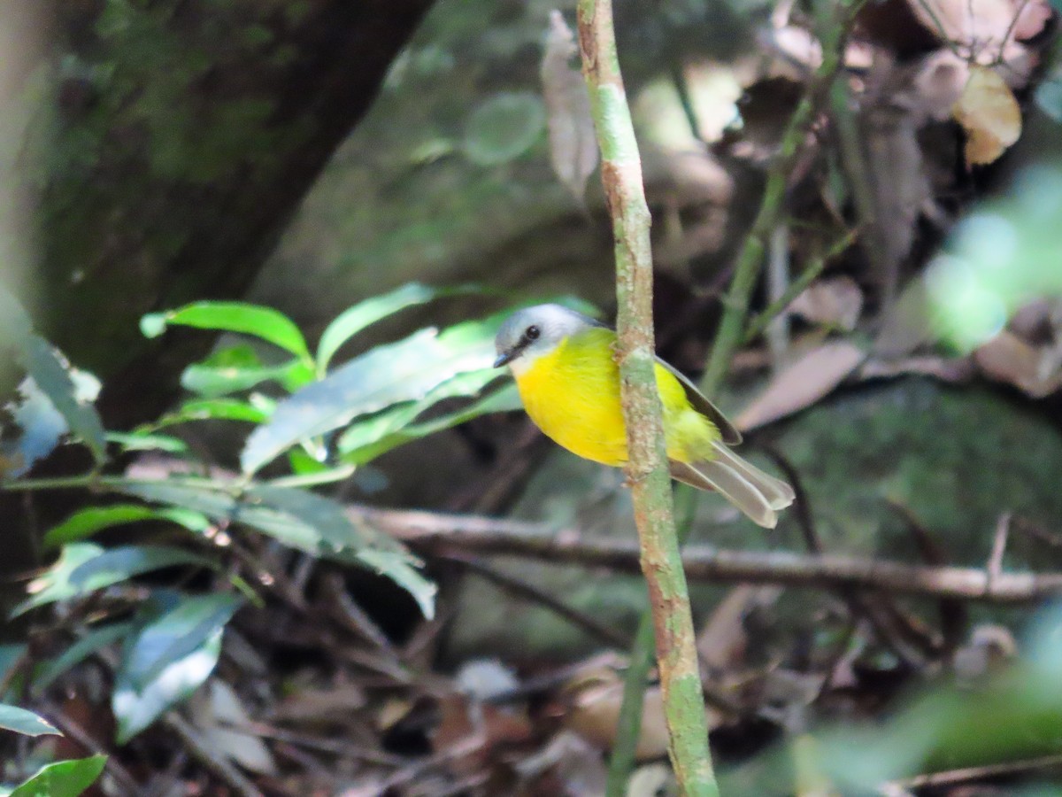 Eastern Yellow Robin - ML626549007
