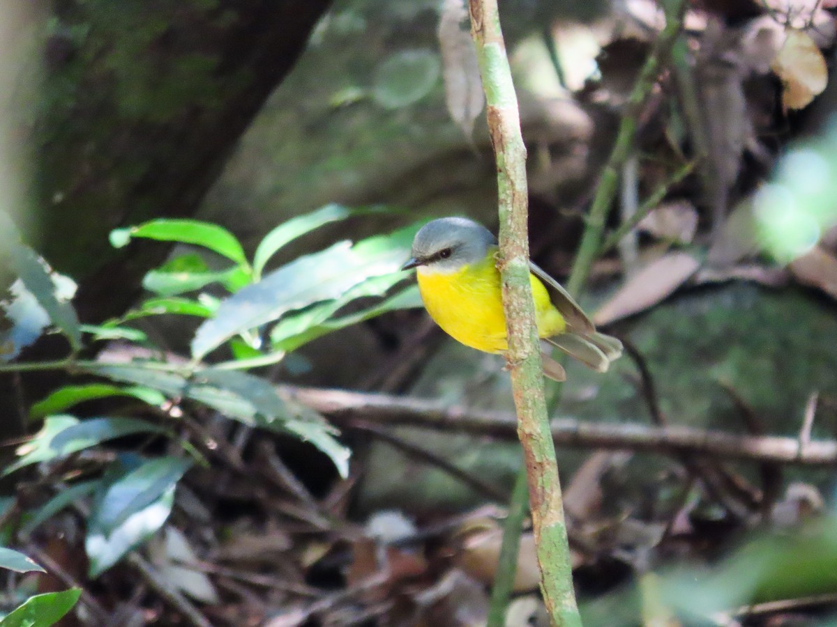 Eastern Yellow Robin - ML626549008