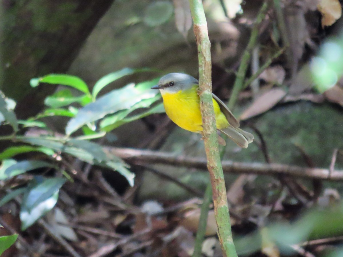 Eastern Yellow Robin - ML626549009