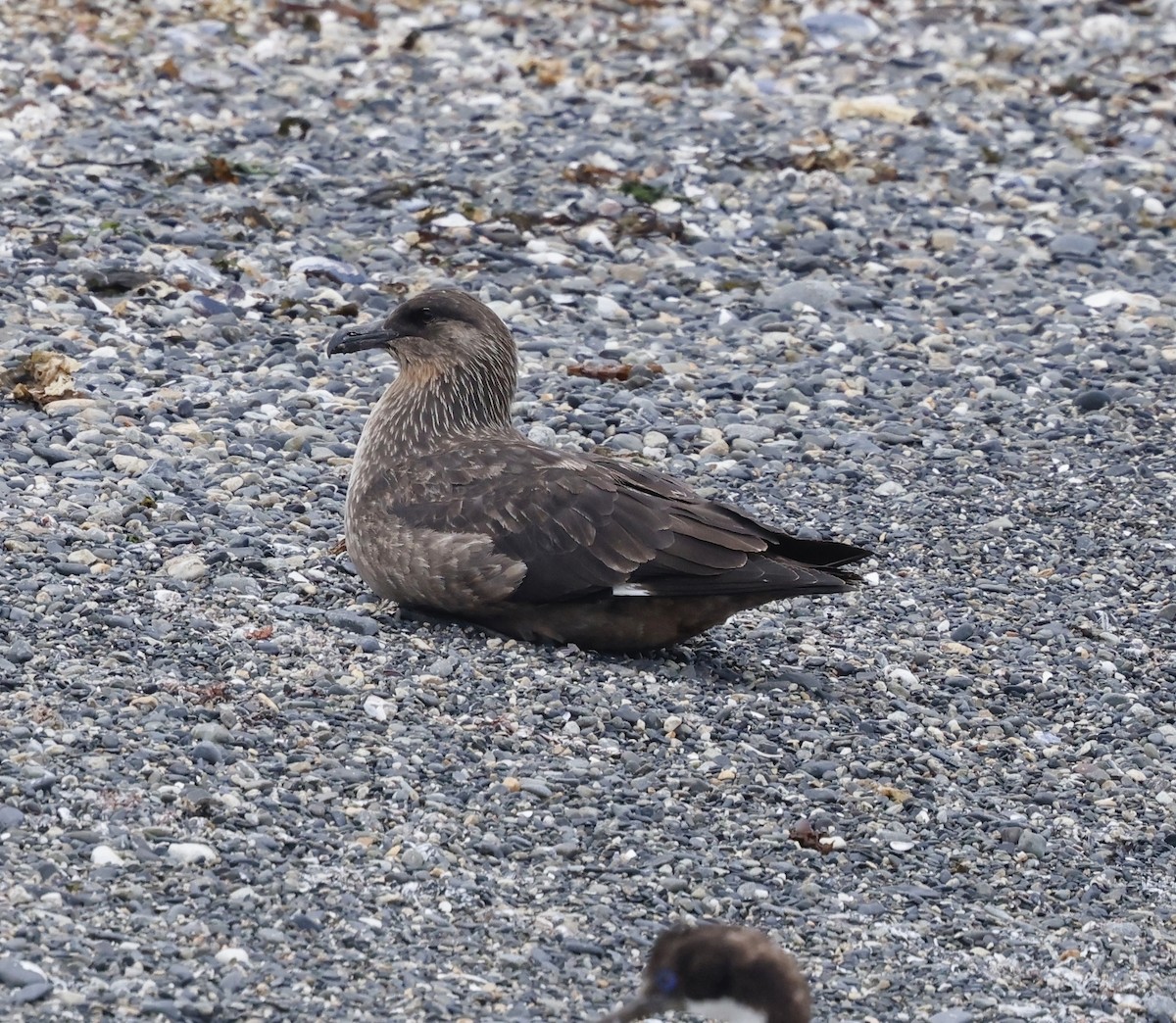 Chilean Skua - ML626549075