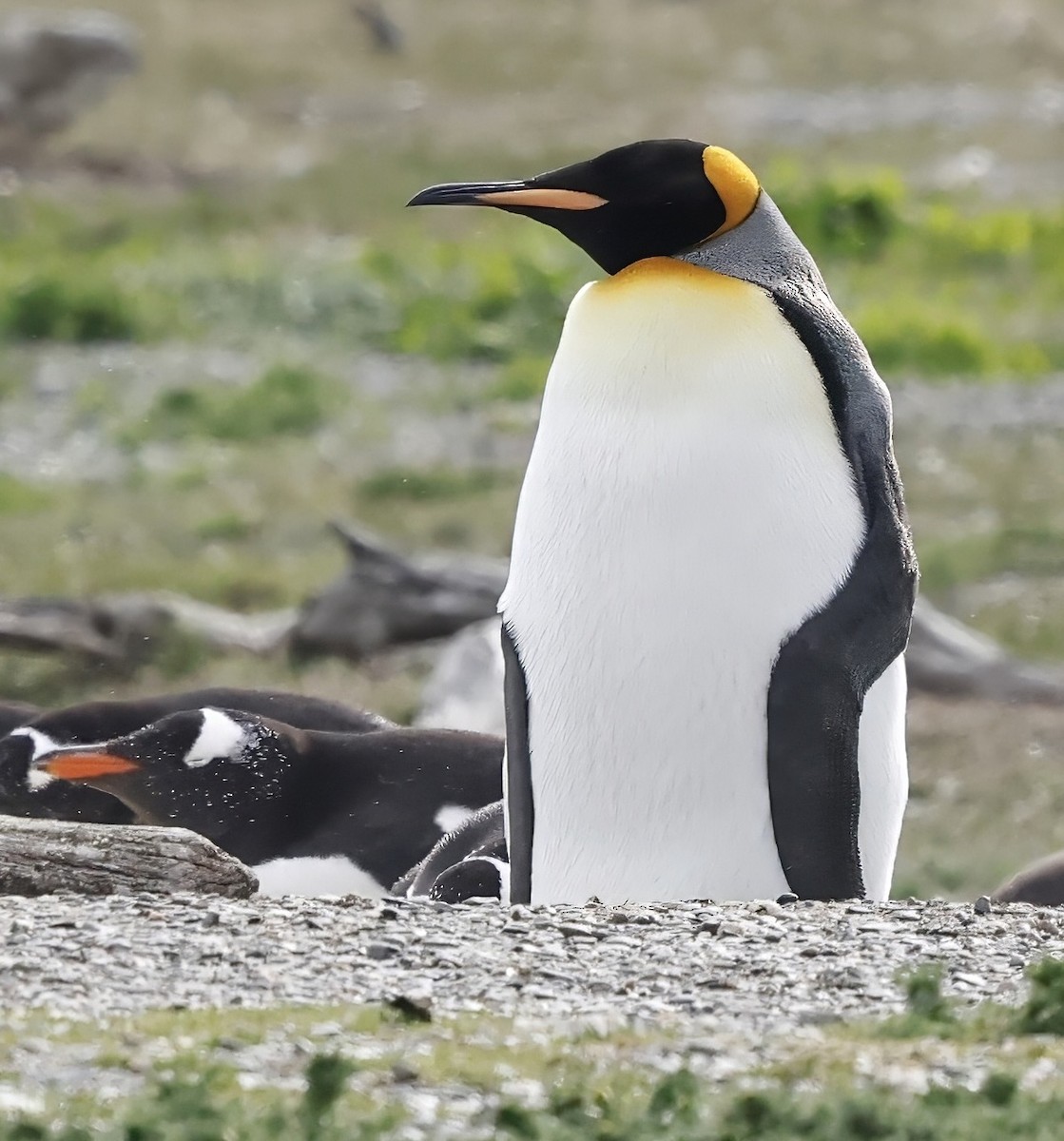 King Penguin - ML626549080