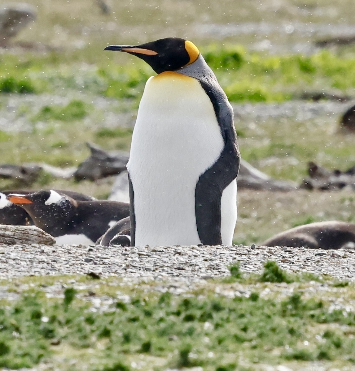 King Penguin - ML626549081