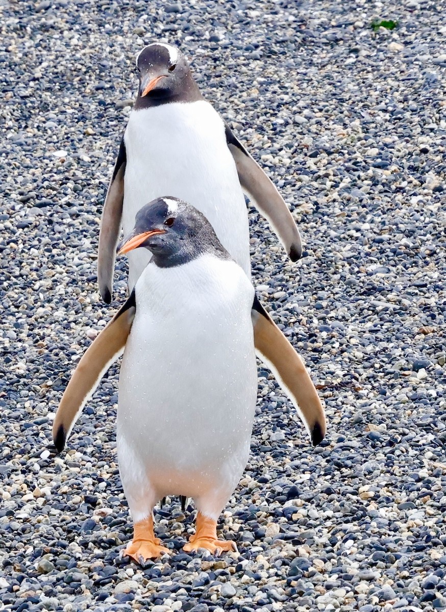 Gentoo Penguin - ML626549089