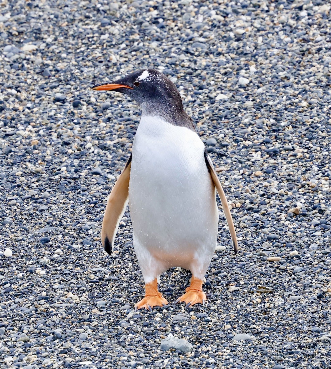 Gentoo Penguin - ML626549090