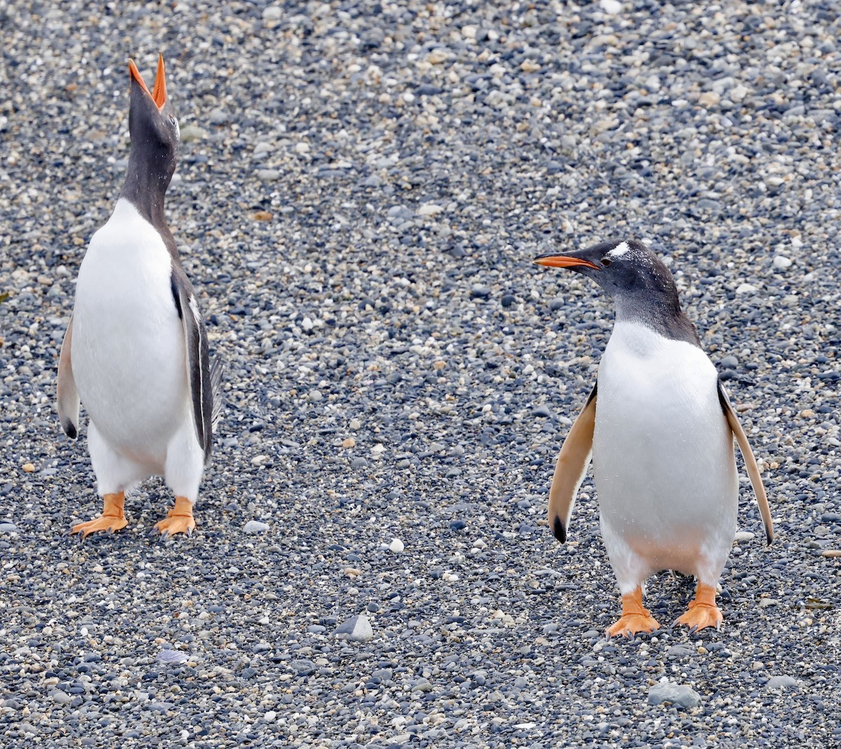 Gentoo Penguin - ML626549091