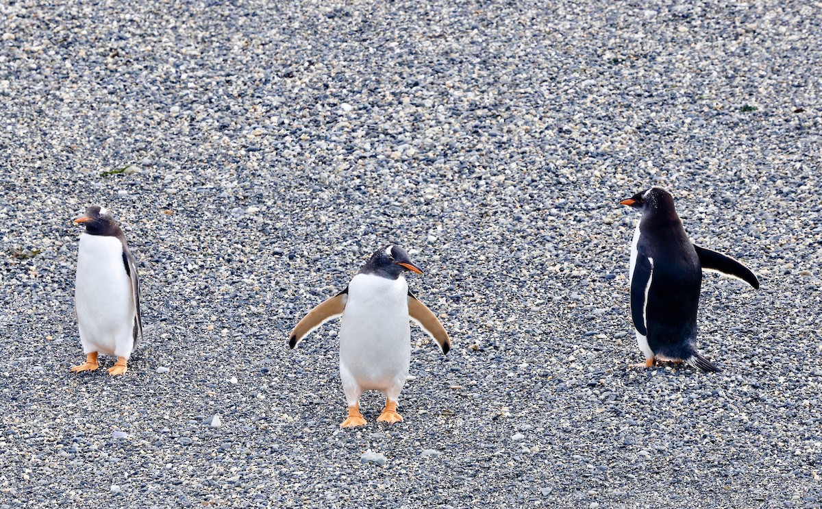 Gentoo Penguin - ML626549092