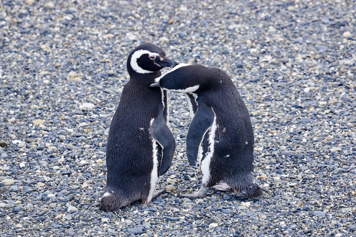 Magellanic Penguin - ML626549098