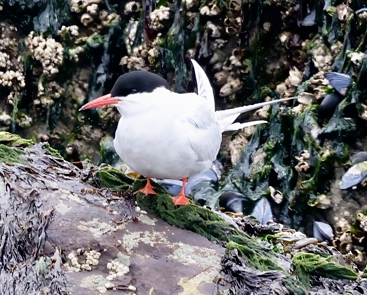 South American Tern - ML626549176