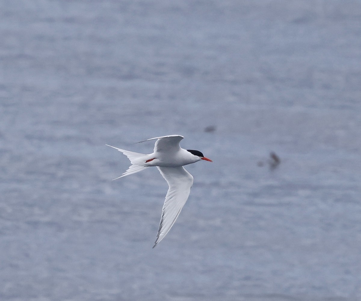 South American Tern - ML626549177