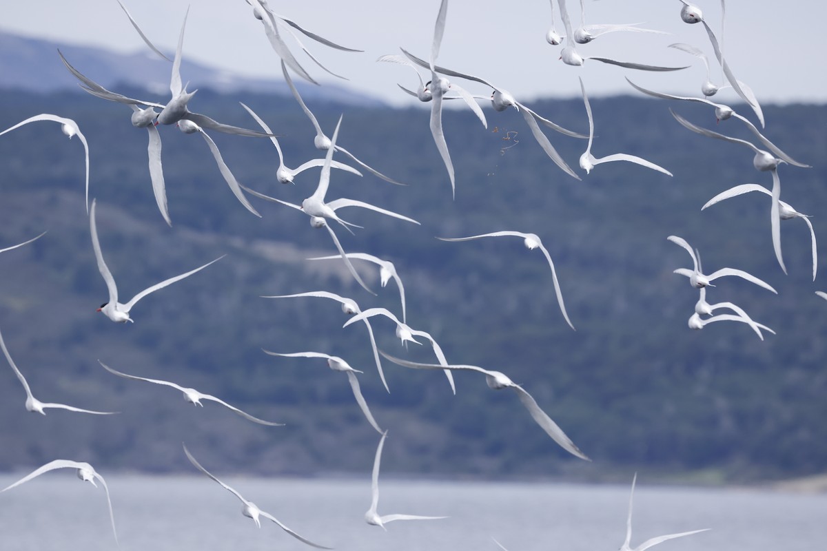 South American Tern - ML626549178