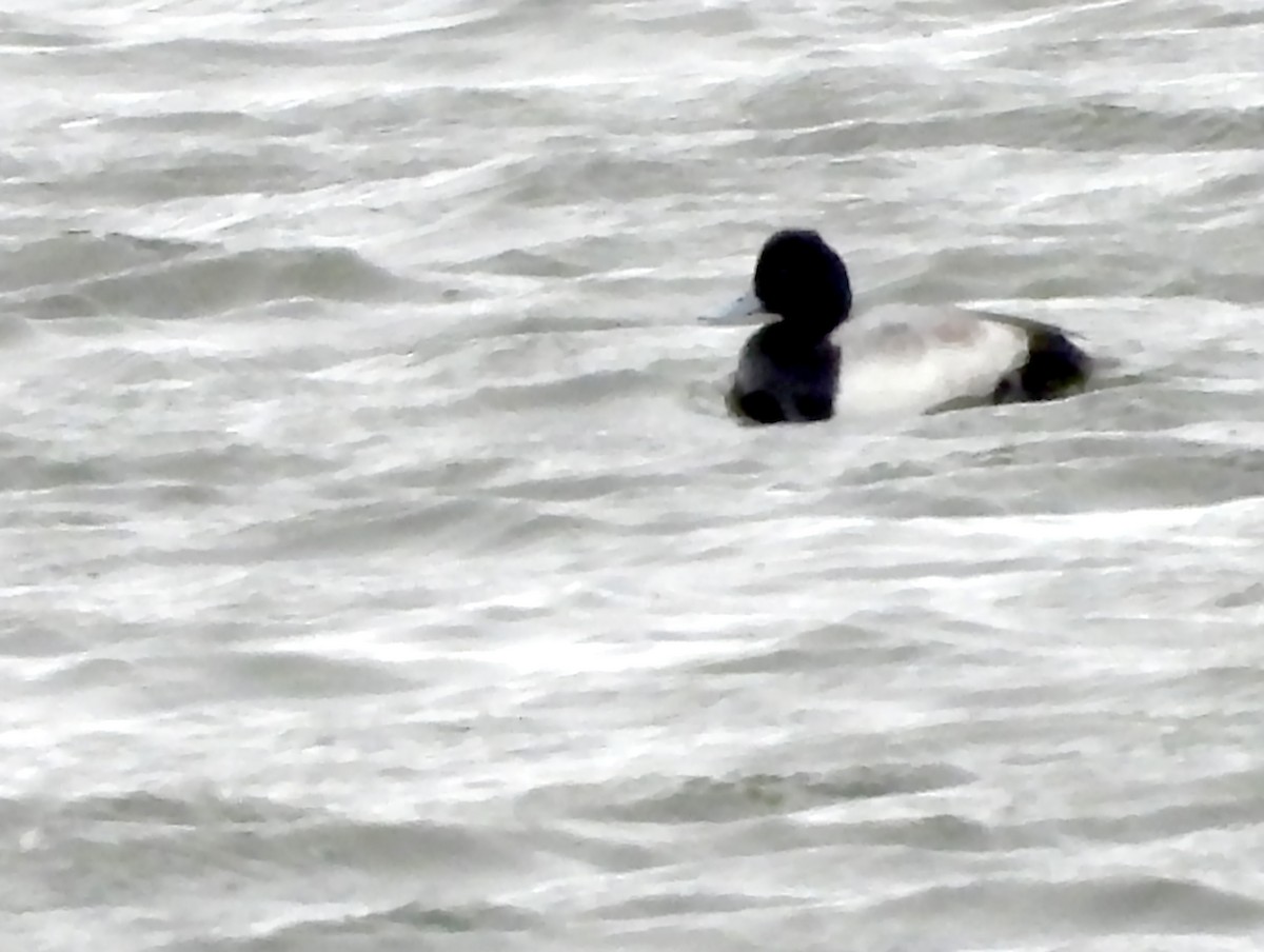 Lesser Scaup - ML626549227