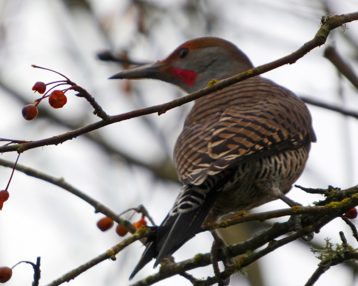 Northern Flicker - ML626549236