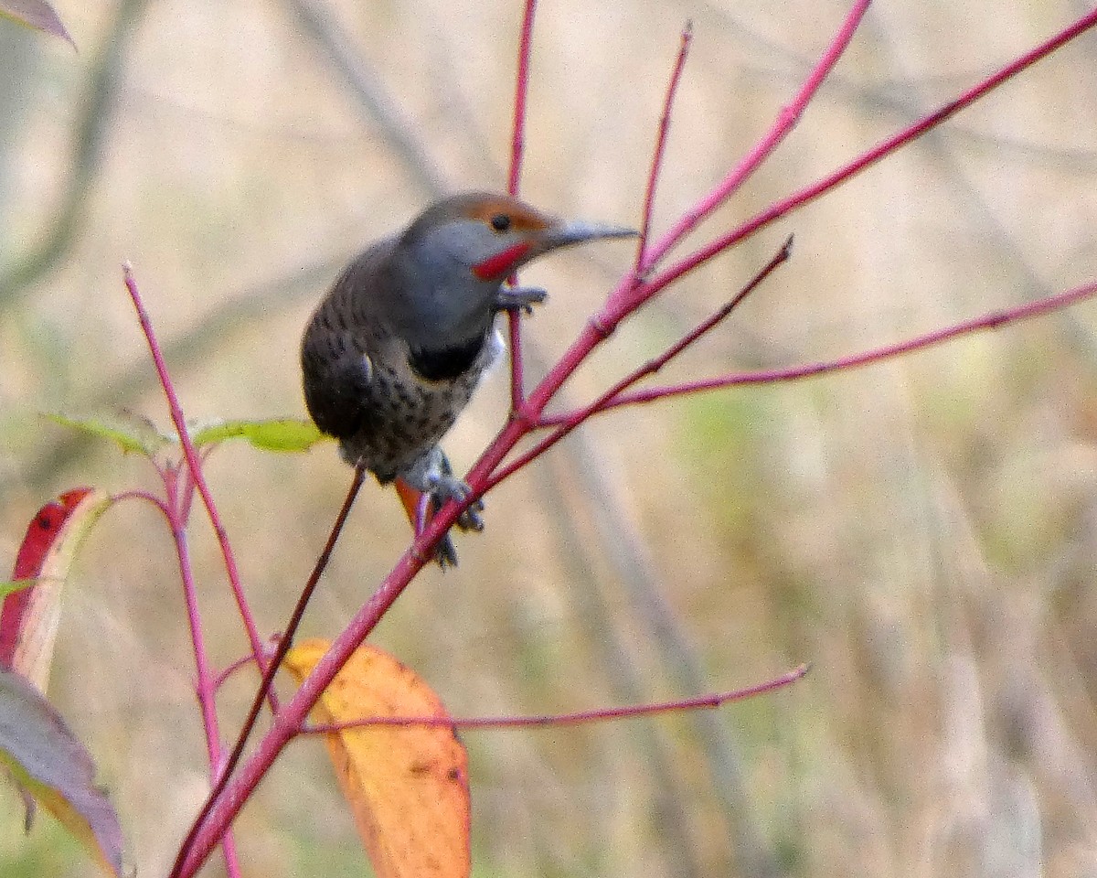 Northern Flicker - ML626549241
