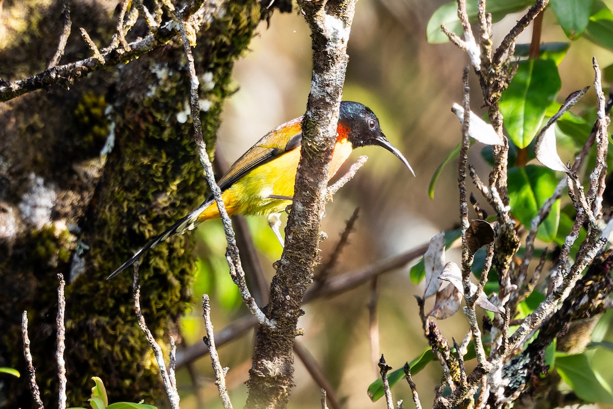 Green-tailed Sunbird - ML626549356